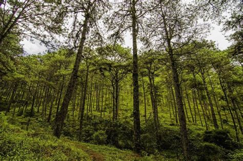 baguio pines.